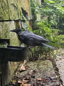 Christy 03 Badderende kraai